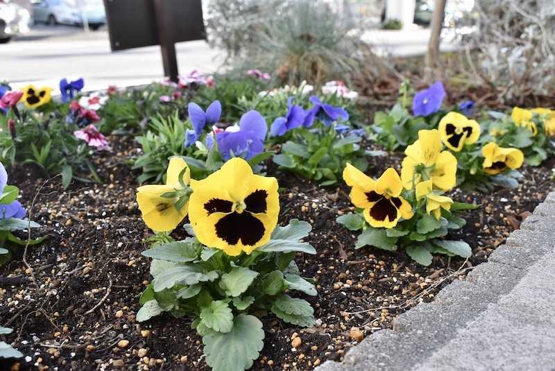 ２０１９年１２月　冬の花壇