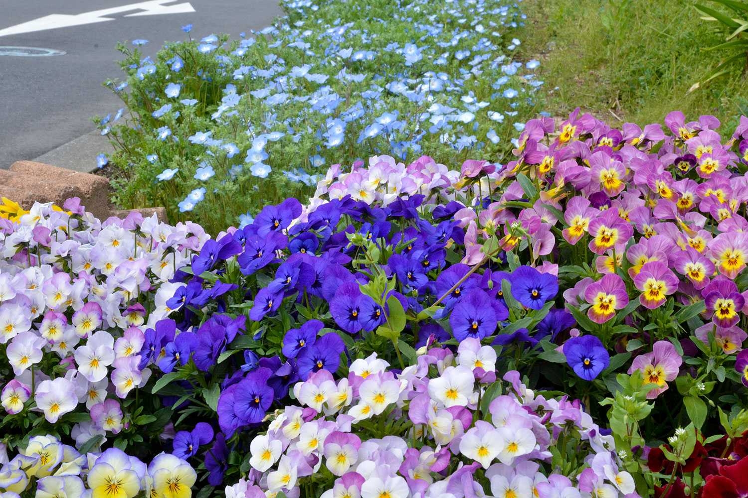 野花 12月 21日&22日 小野六花さん 2DAYSレポート | 【公式】関西トレンド