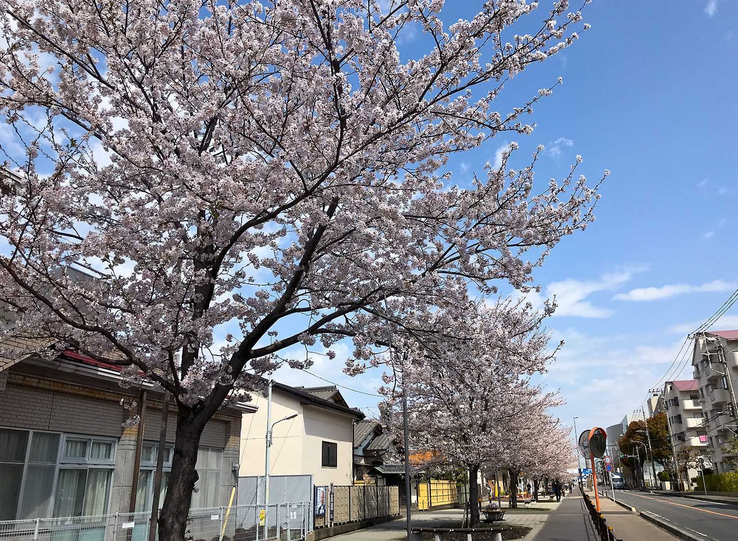 さがみ野さくら祭り | 0462.net(ゼロヨンロクニ・ドット・ネット)座間