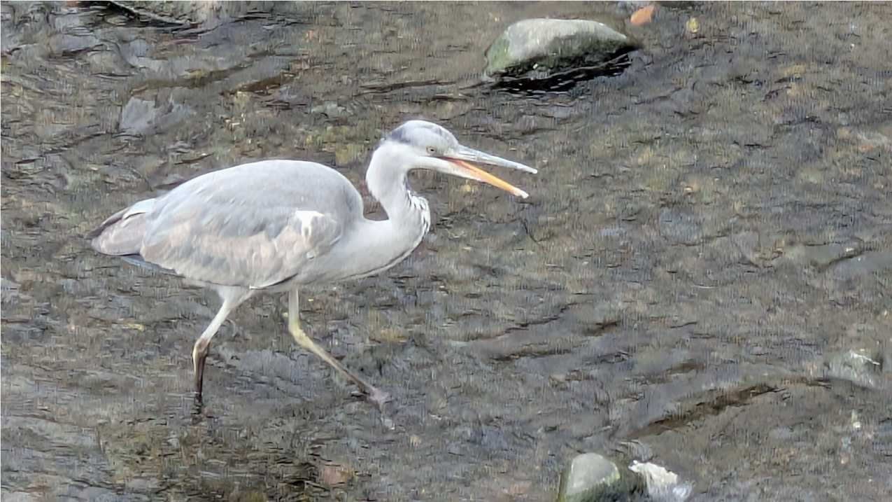目久尻川ふれあいウオーク
