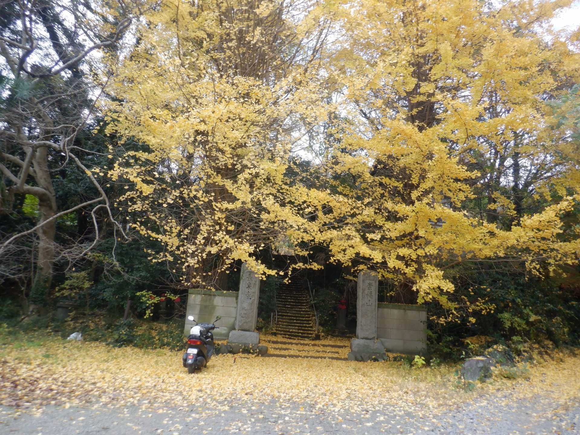 目久尻川ふれあいウオーク